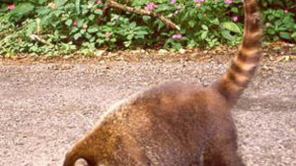 Beware of burger burglars on a Mexico golf vacation.