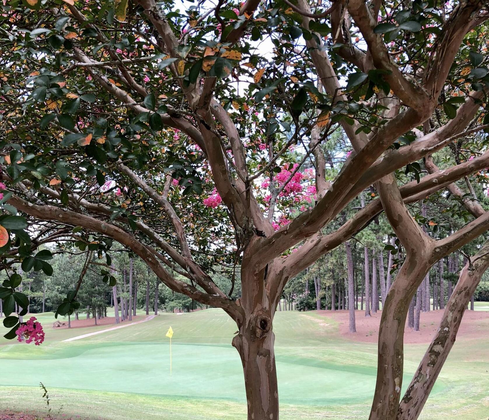 From behind par-3 15th (Photo submitted by BrandonWebb on 07/19/2021)
