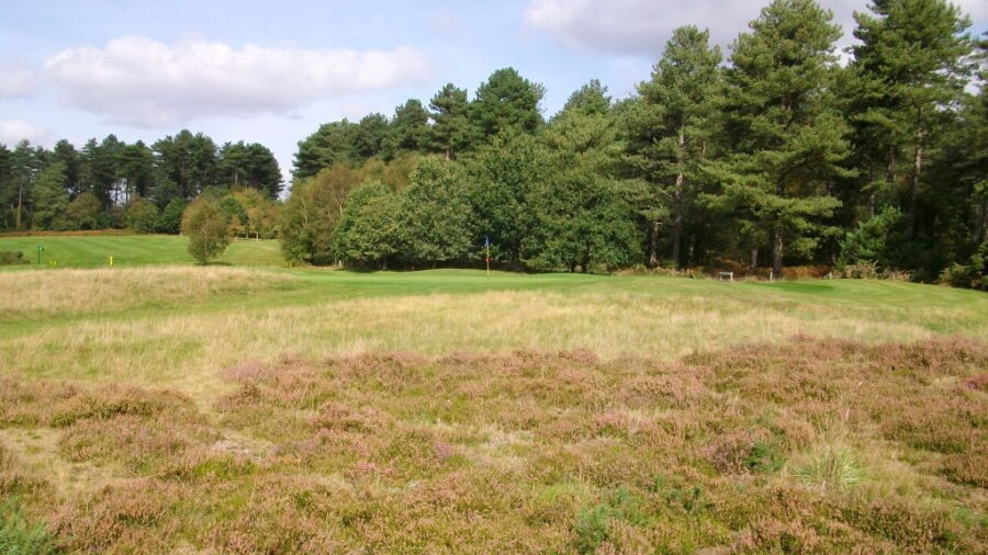 Moors Valley rough