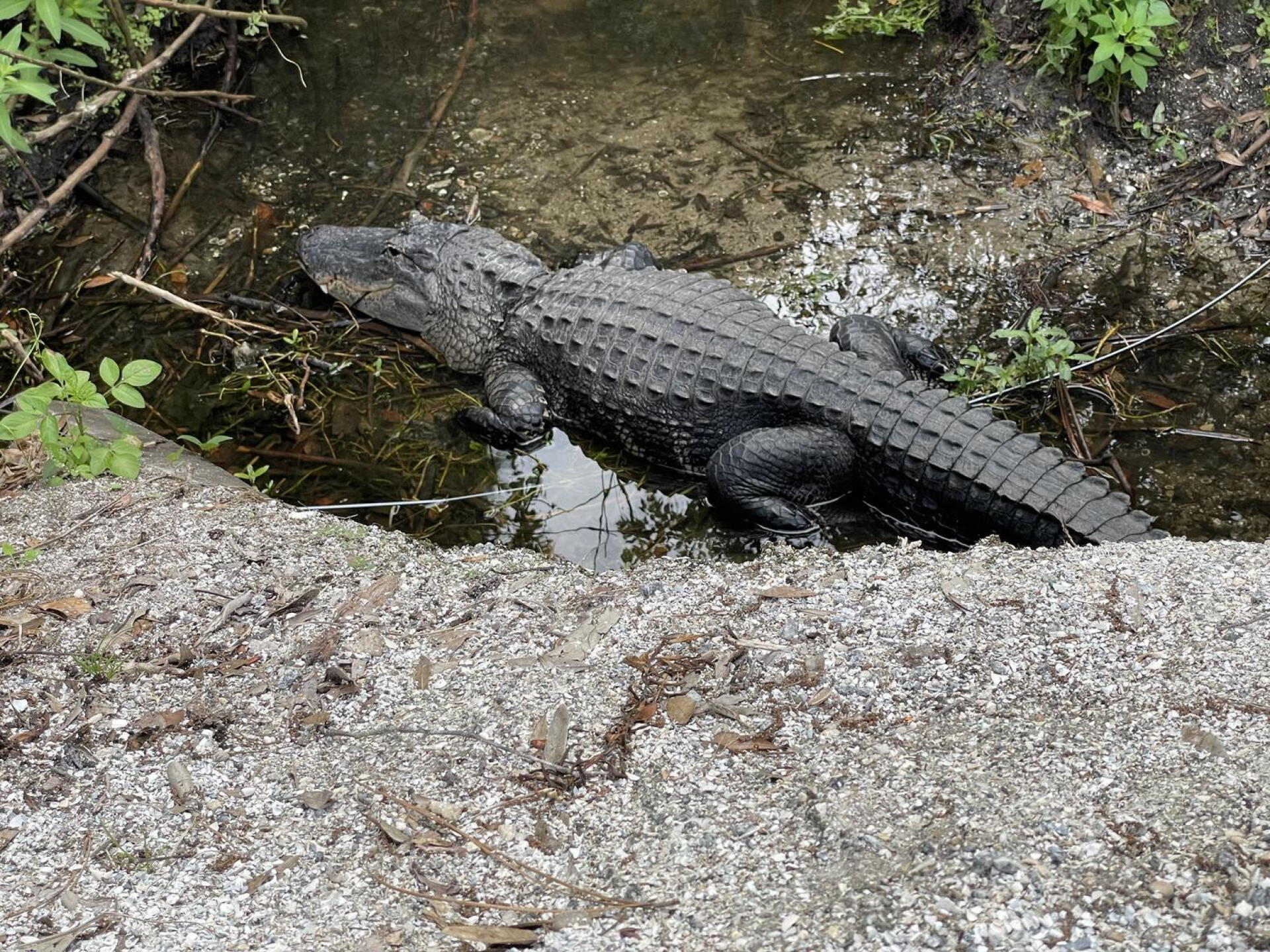 Captors resting along our way (Photo submitted by schwabc on 03/19/2023)