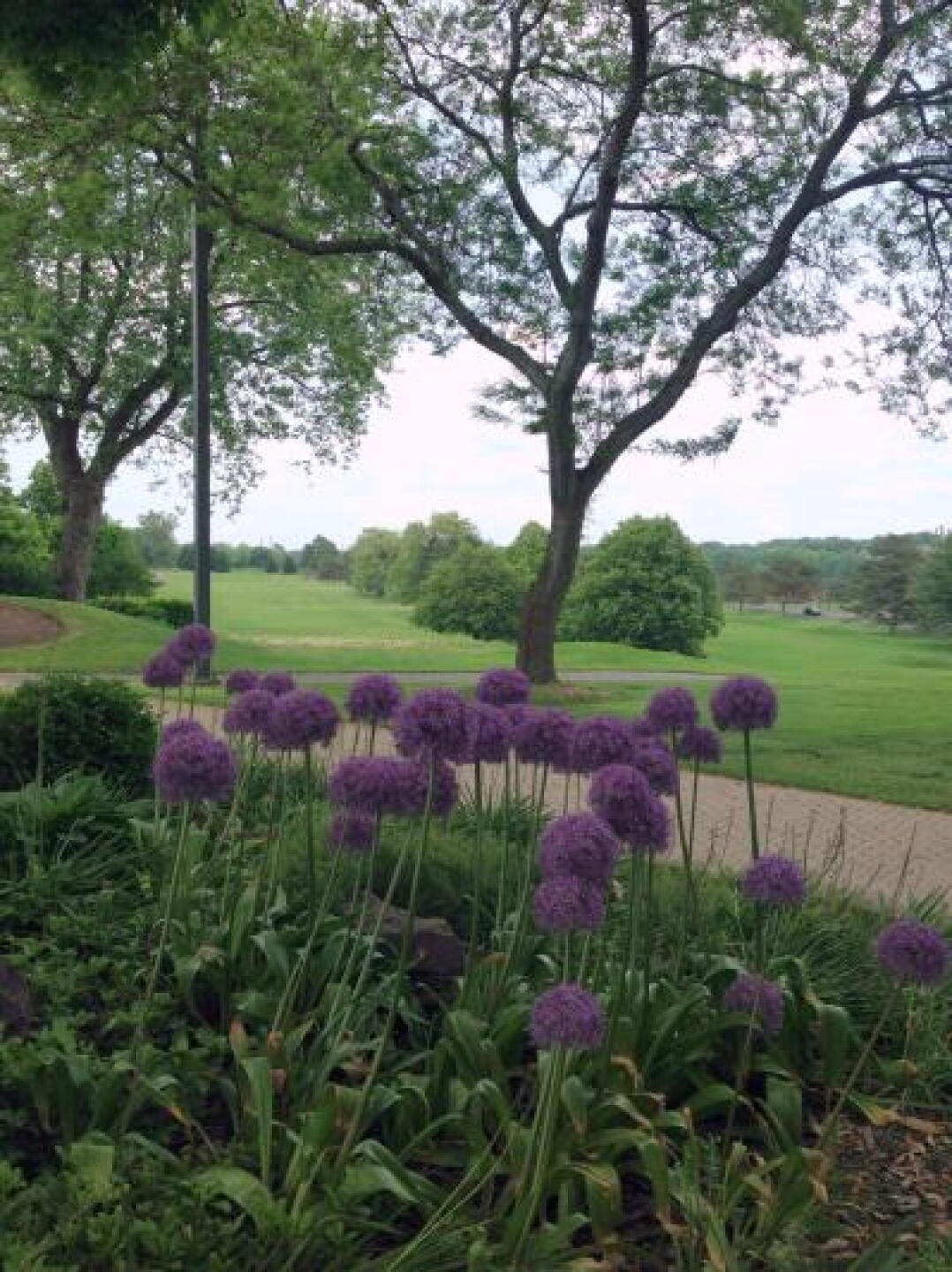 Aliums at Whirlpool golf course...delicious! (Photo submitted by ronsheldrick on 06/02/2013)
