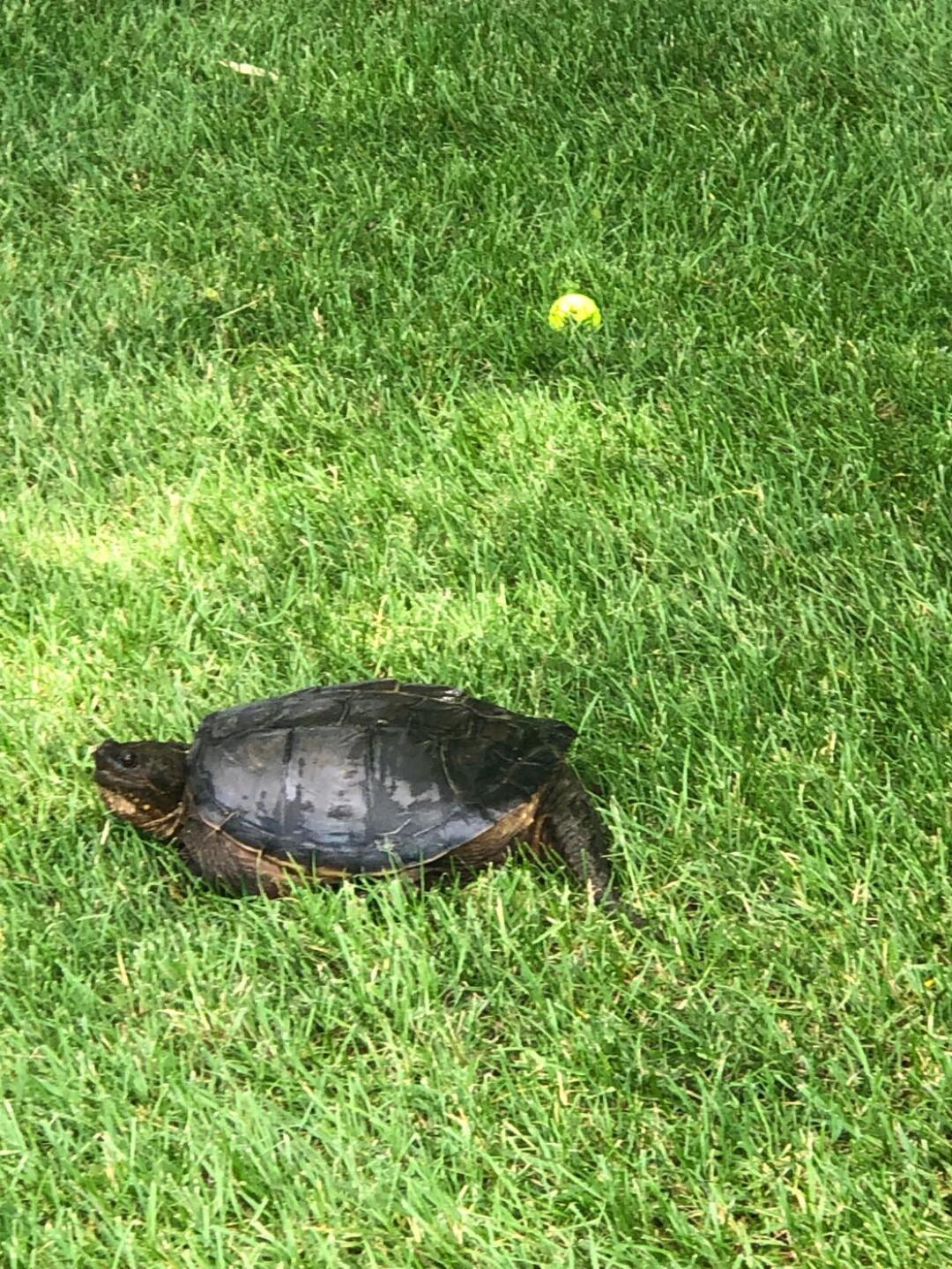 (Photo submitted by DavidLaDuke on 06/30/2019)