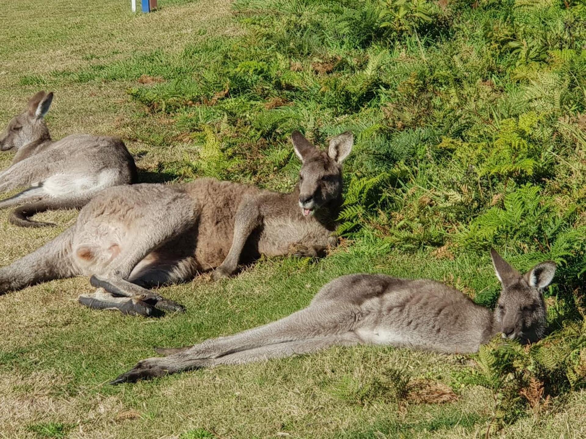 (Photo submitted by theglasseyegolfer on 06/21/2020)