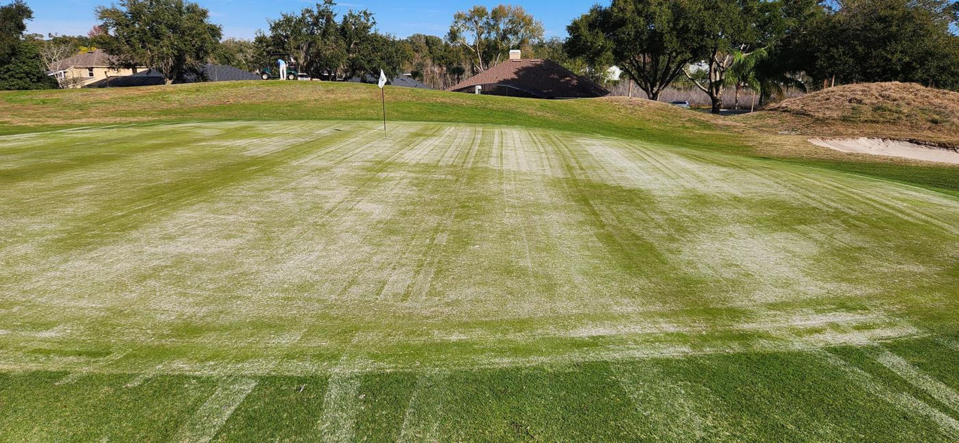 greens (Photo submitted by fagolf on 01/17/2026)