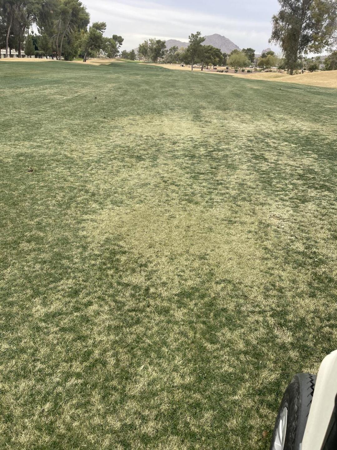 Poor fairways (Photo submitted by u314159805085 on 01/20/2024)
