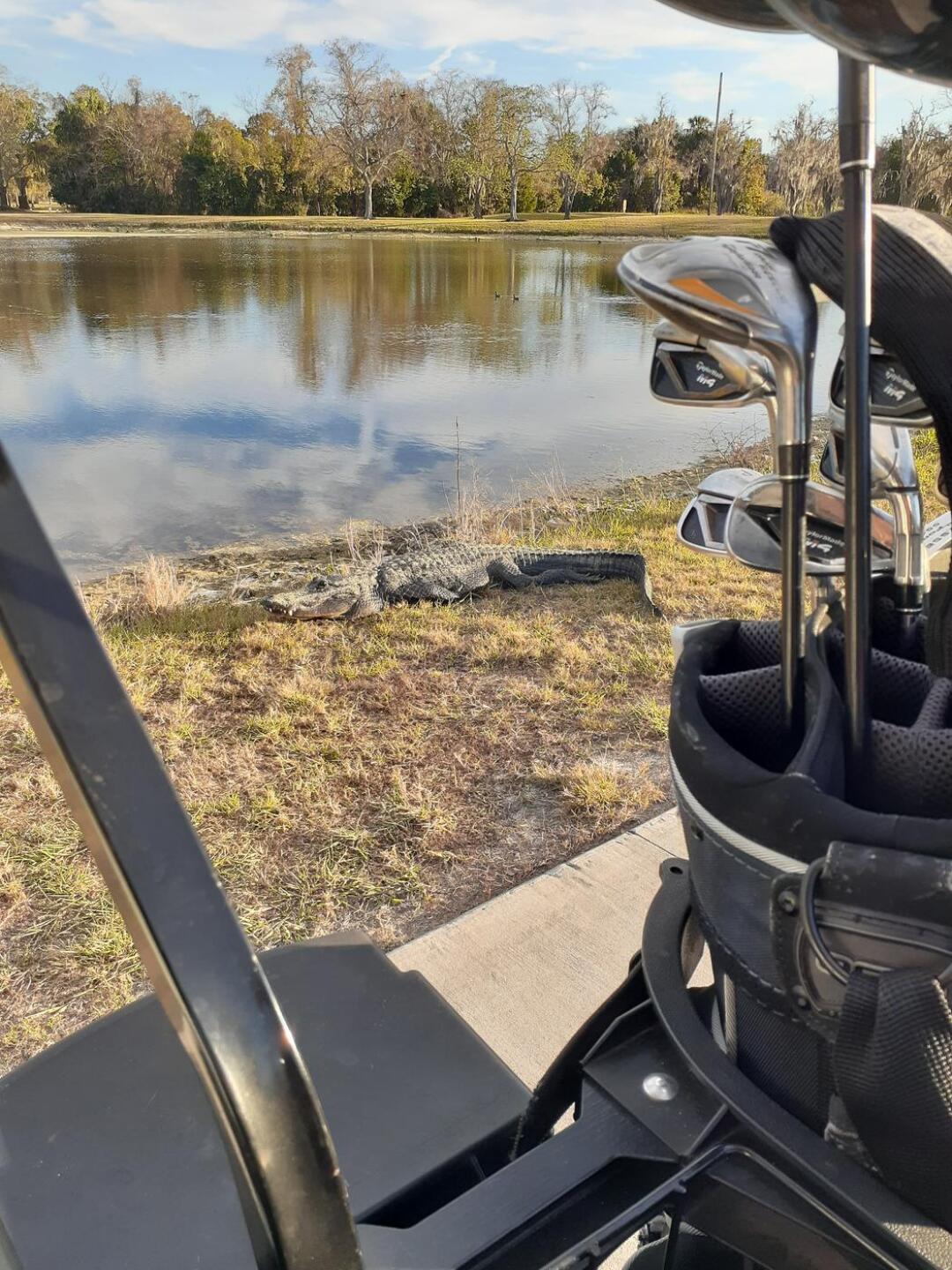 Alligator on hole #17. (Photo submitted by Kristin6715777 on 12/11/2020)