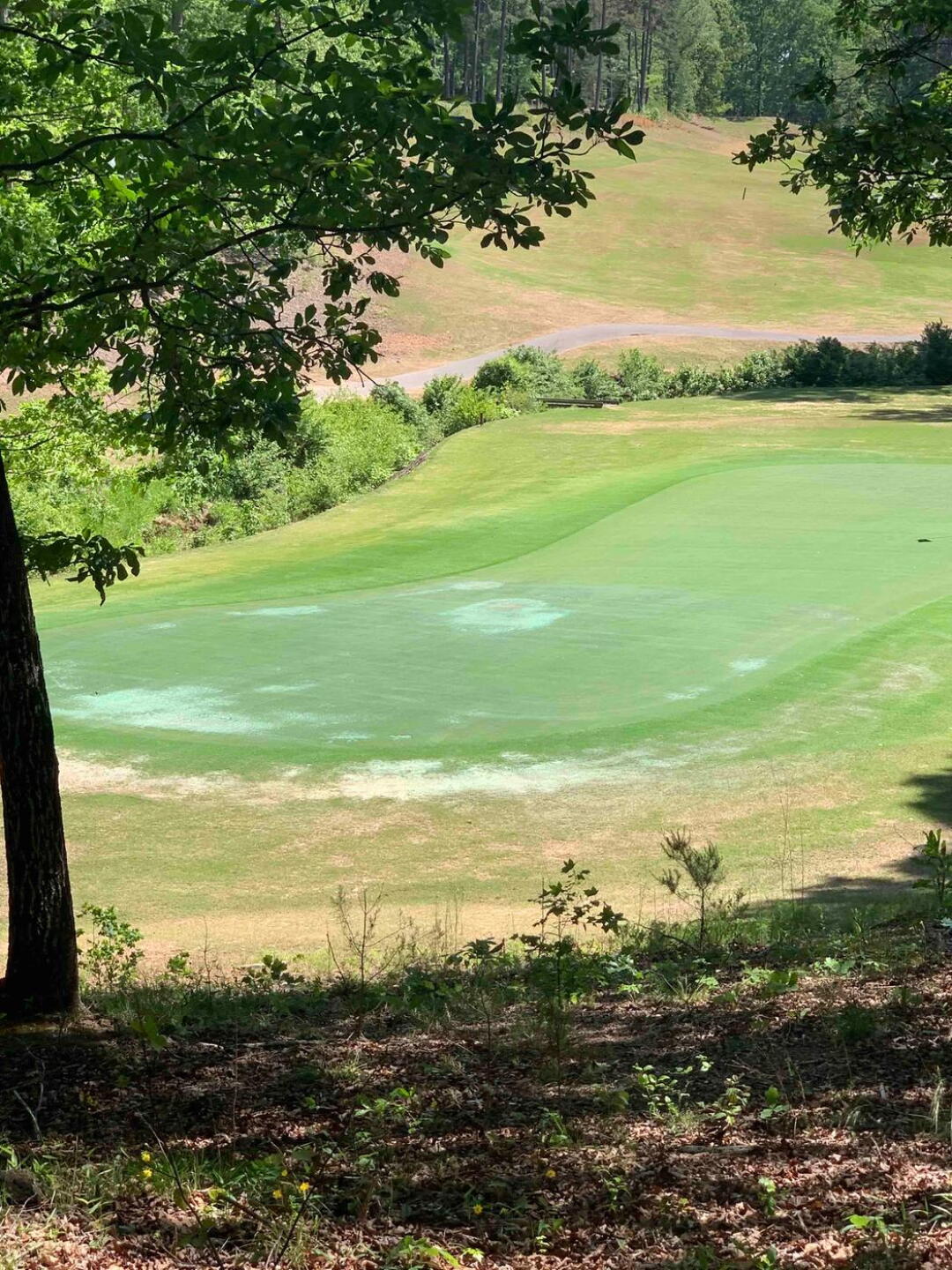 Welcome to the green (Photo submitted by VSGP8MvcM5fQwPXvSDqI on 04/27/2020)