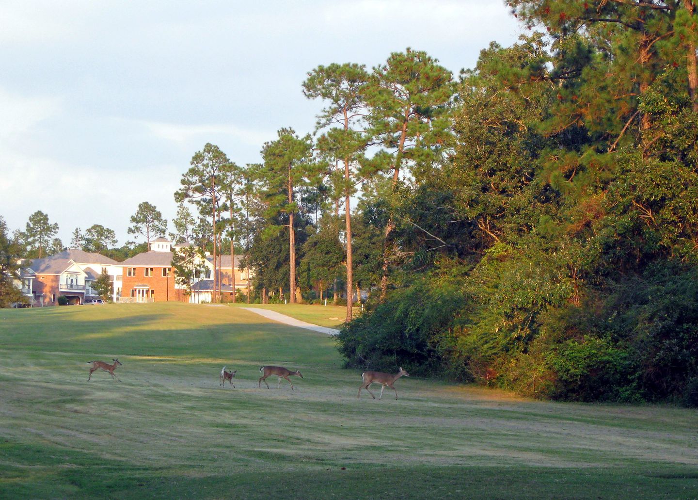 Cardinal Course